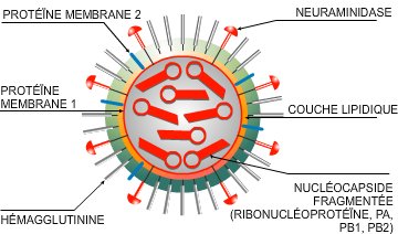 Structure du virus H1N1