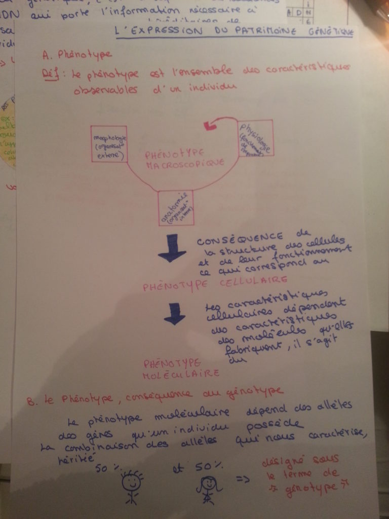 Lexpression Du Patrimoine Genetique Fiche De Revision