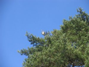 Un cocon au sommet d’un pin à proximité du gymnase OB