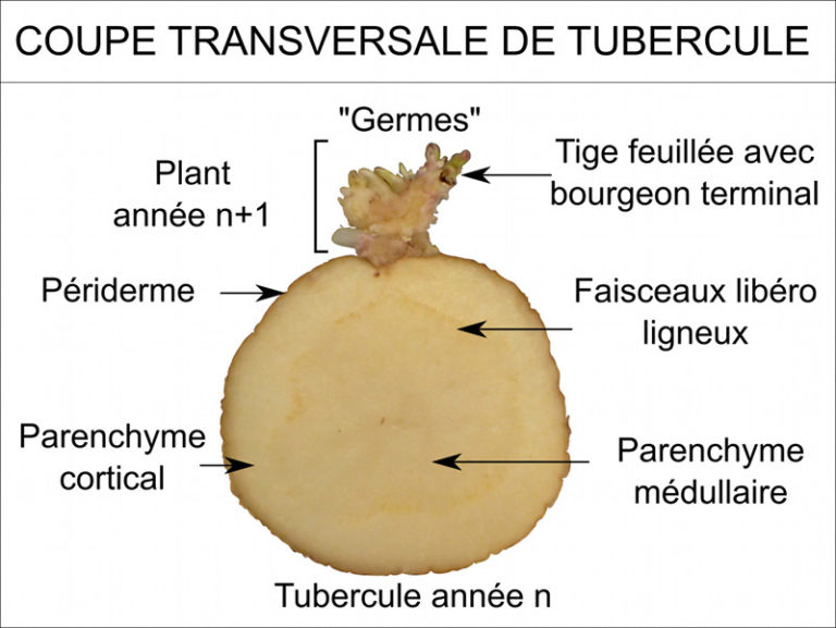 Lumière sur la pomme de terre Lycée Louis Bascan Lumière sur la pomme de terre Lycée Louis Bascan